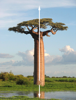 Baobab tree growing in gravity