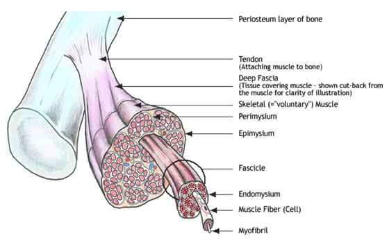 Diagram of deep fascia in relation to other connective tissue in a muscle
