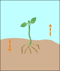 Animation of gravitropism — plants using gravity to grow upward